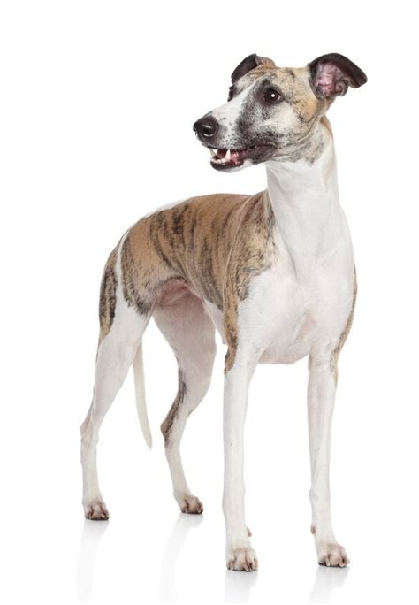 Whippet Dog Breed Information and Pictures - Petguide | PetGuide