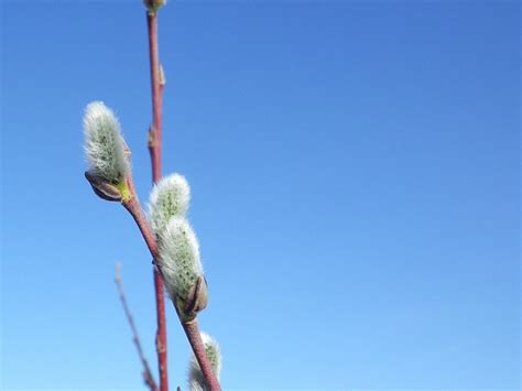 Free Pussy Willow Nature Images Pixabay
