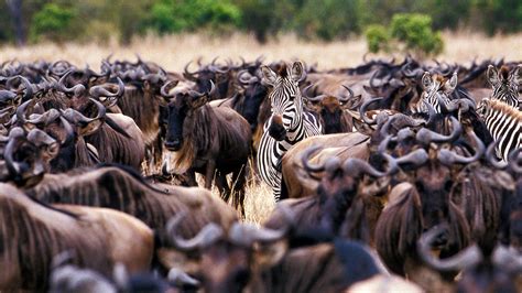 finding  great migration serengeti mara andbeyond