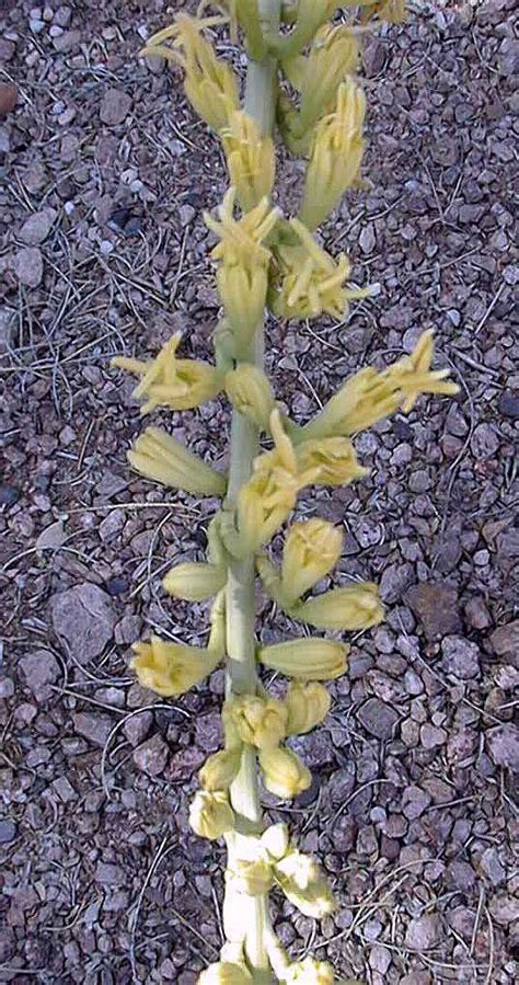 Schotts Century Plant Shindagger Agave Schottii Var Schottii