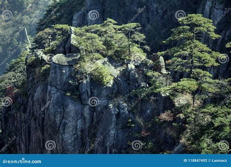 Rbol De Pino De Huangshan Que Crece De Las Rocas En Huangshan