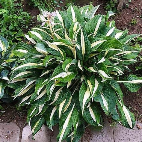 Florium White Bikini