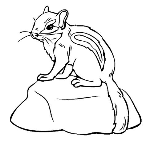 Get Outline Chipmunk Clipart Black And White Images