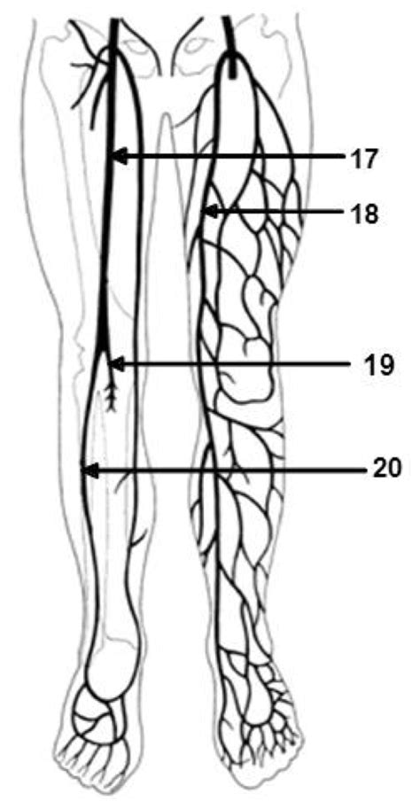 how to find veins in your legs