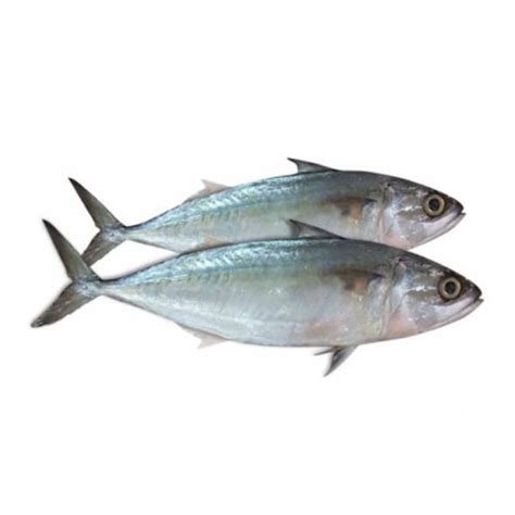 Indian Mackerel – Delmon Fish