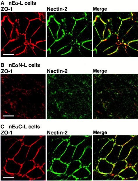 α Catenin Independent Recruitment Of Zo 1 To Nectin Based Cell Cell