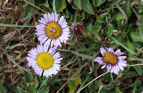 Daisy Seaside Daisy Erigeron Glaucus With A Large Spider Flickr