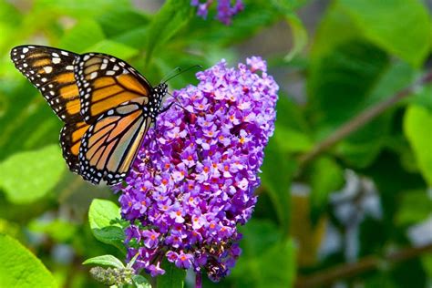 Grow a Gorgeous Butterfly Garden in Florida with Butterfly Bushes