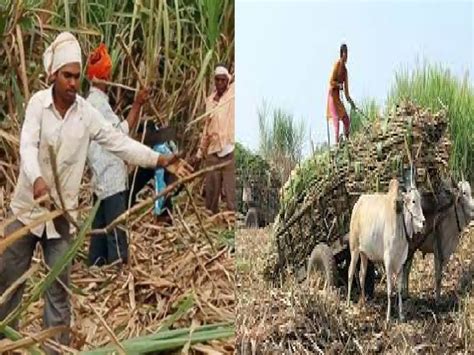 साखर आयुक्तांकडून ऊस तोडणी वाहतुकीचे दर निश्चित कसा ठरतो खर्चजाणून