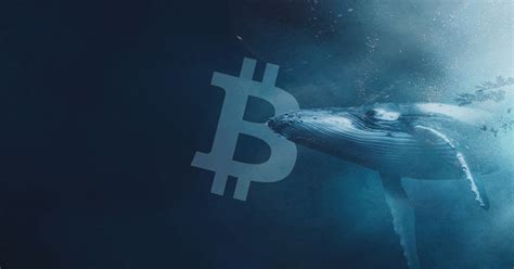 Bitcoin Whales Buy Over 2 26 Billion Worth Of BTC During The Recent