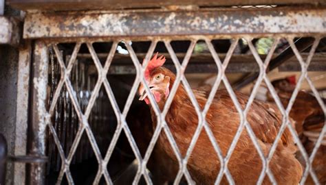 Bird Flu Is Scary In The East Imports Of Chickens From Australia Have