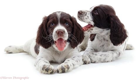 Dogs English Springer Spaniel Pups Photo Wp01152