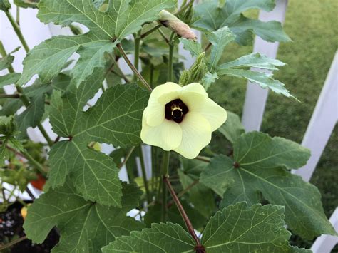 flower okra 1