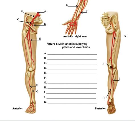 Main Arteries Supplying Pelvis And Lower Limbs Diagram Quizlet