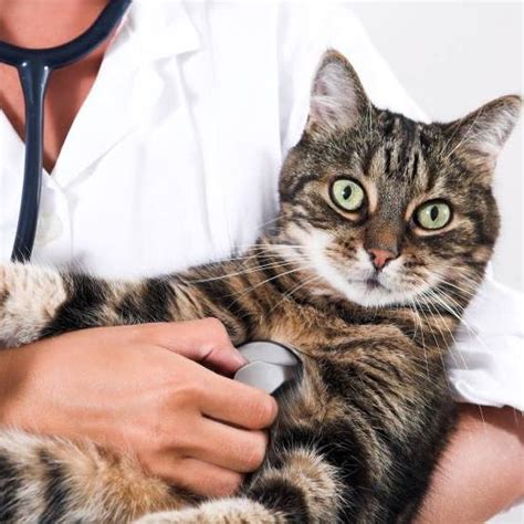 Animals Doctor