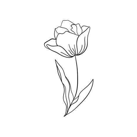 Tulip Flower Line Art Minimalist Outline Drawing Single Line Drawing