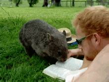 Wombat GIFs | Tenor