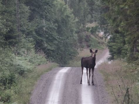 Kennismaking met Zweden - Ons avontuur in Zweden