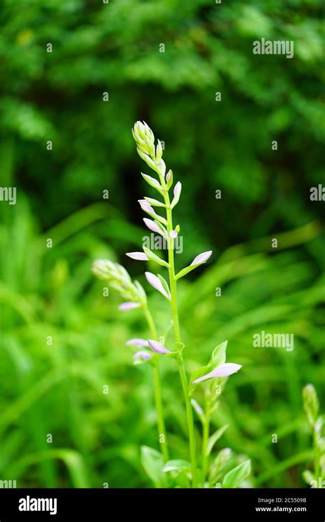 White flowers of variegated green hosta plant Stock Photo - Alamy