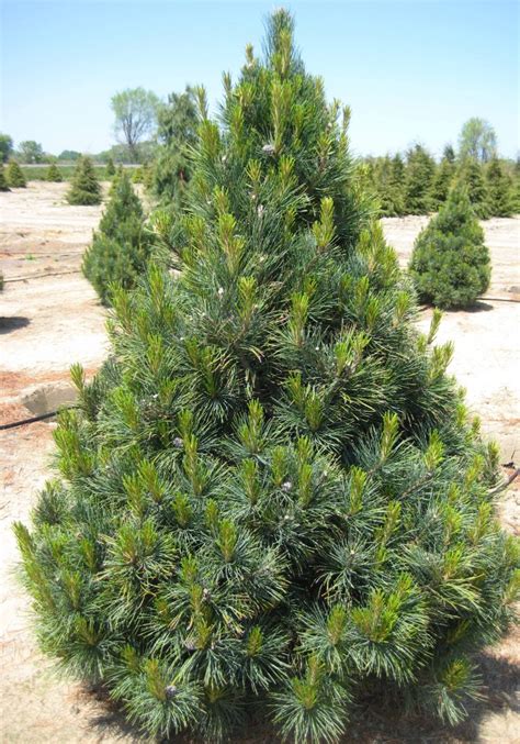 Посадка и уход за соснами -Студия ландшафтного дизайна