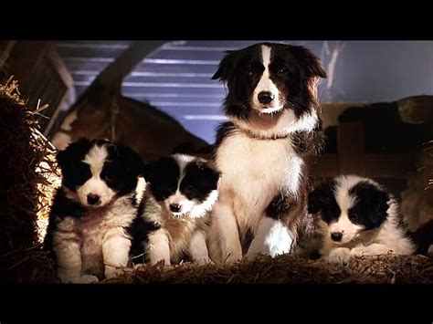 Perros De Babe El Puerquito Valiente Nucleo Jardin