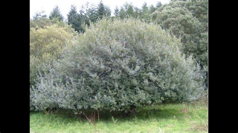 #Ива2 Лиственные #растения5 Декоративные растения - YouTube