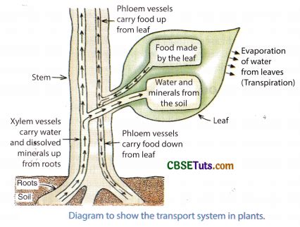 Transportation In Plants Meaning Diagram And Explanation Cbse Tuts