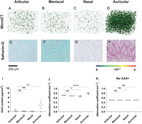 Contrast Enhanced Microcomputed Tomography For 3d Visualization And