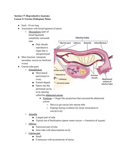 4- Uterine (Fallopian) Tubes - Section 17: Reproductive Anatomy Lesson