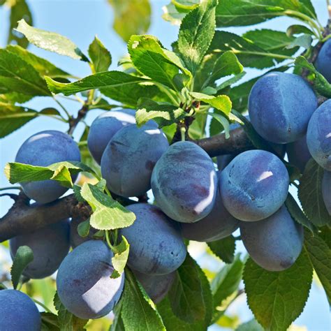 Blue Damson Plum Tree in 2025 | Plum tree, Damson plum, Plum varieties