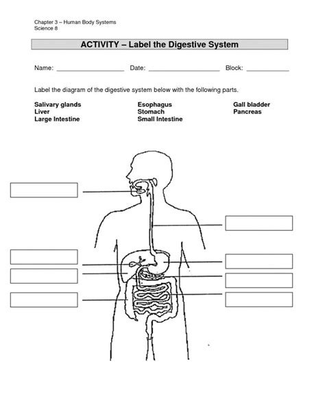 Digestive System Printable Worksheets