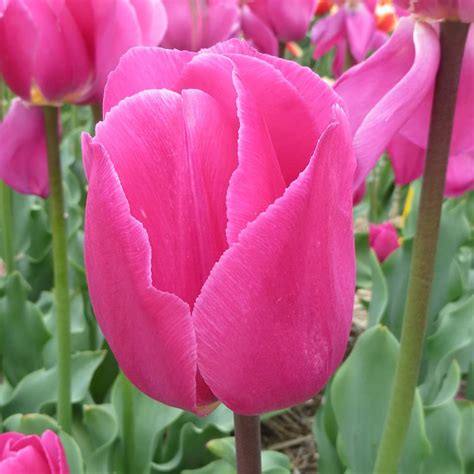 Barcelona – Tulipgarden