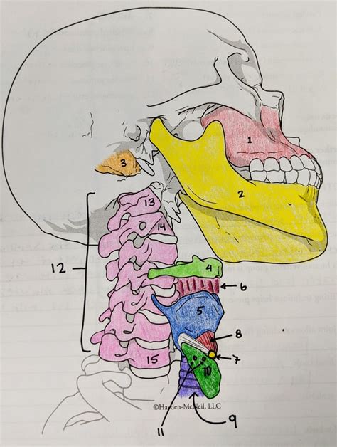Neck Diagram Quizlet
