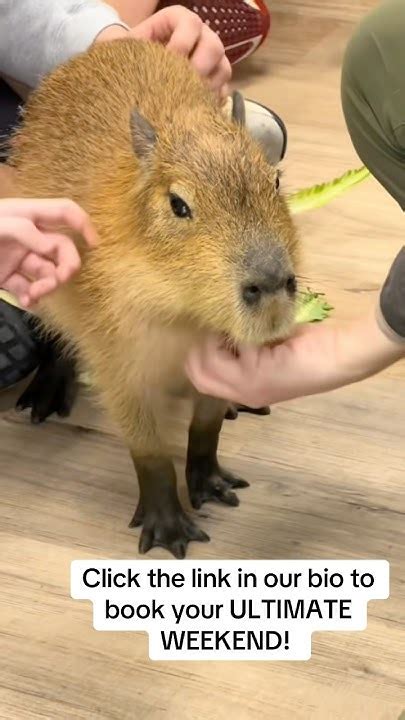 Book Your Ultimate Animal Adventure Today! #animals #animalencounters # ...