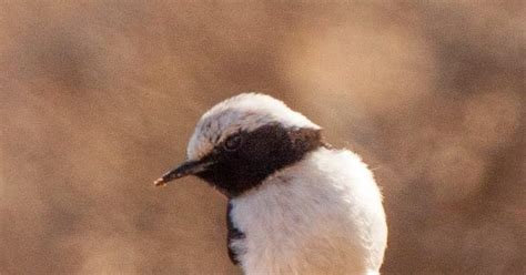 Simply Jews January Jones Naked Uncensored