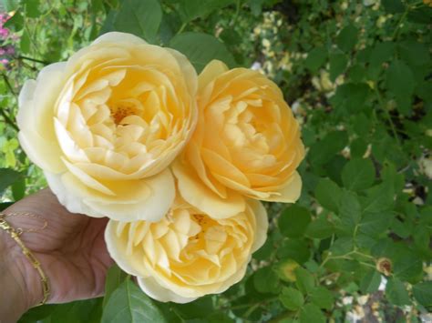 mi bosque magico rosas