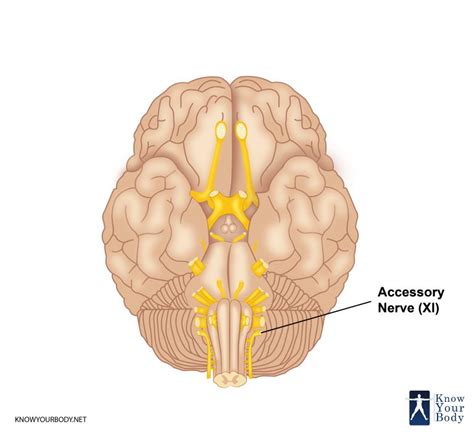 Accessory Nerve - Location, Origin, Blood Supply, Function and FAQs