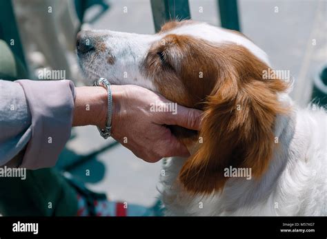 Human Hand Touching A Dog With His Eyes Closed Stock Photo Alamy