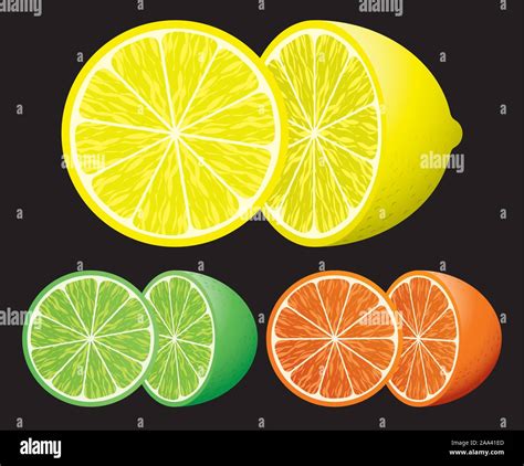 Set Of Citrus Fruits Stock Vector Image And Art Alamy