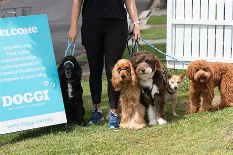 Doggi – Dog day care Paddington
