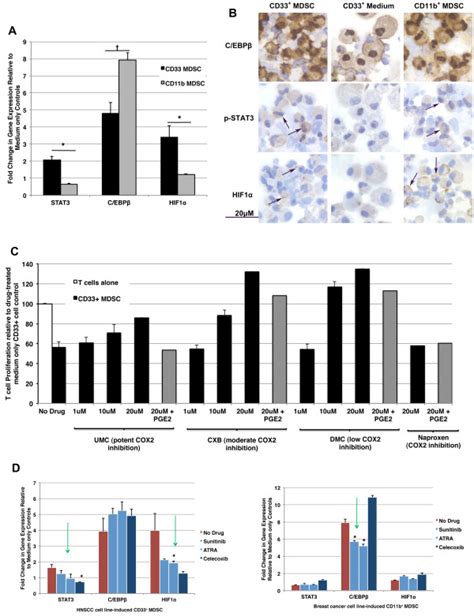 Transcription Factors Promoting Human Mdsc Suppressive Function A