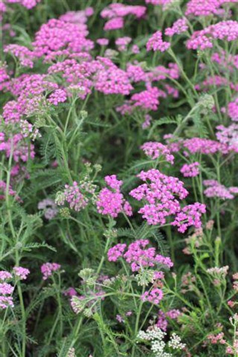 Achillea Millefolium Summer Pastels Devil Mountain Wholesale Nursery