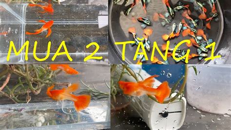 GUPPY MUA 2 TẶNG 1 VÀ 21 COMBO KOI RED EAR RB FINC SEE TUYỂN GIỐNG