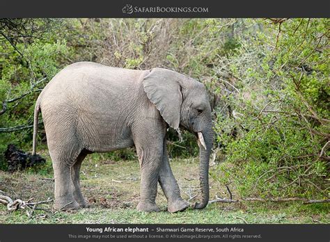 Shamwari Wildlife Photos Images And Pictures Of Shamwari Private Game