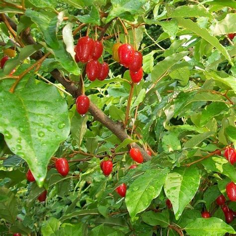 Купить семена Лох многоцветковый (гуми). Elaeagnus multiflora. | Семена ...