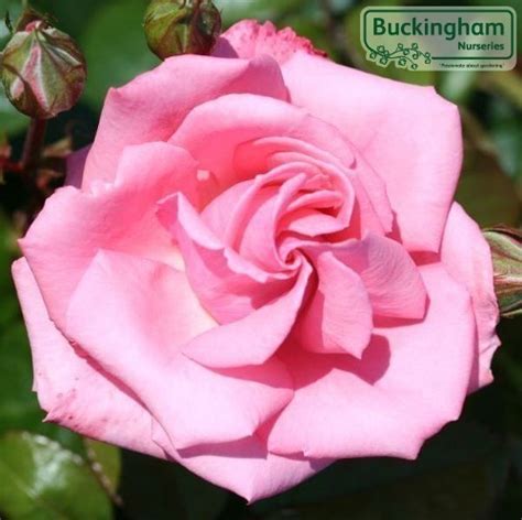rose agatha christie rosa agatha christie roses climbing rambling