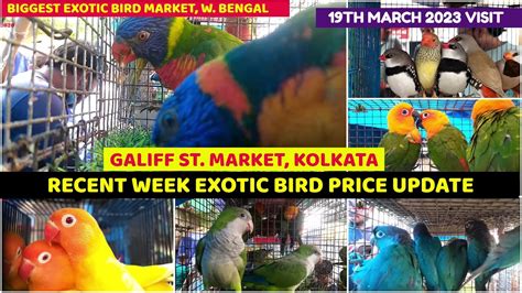 Recent Week All Exotic Bird Price Update Galiff Street Biggest Bird