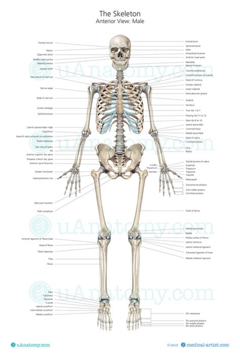 Skeleton Poster With Labels 200x298