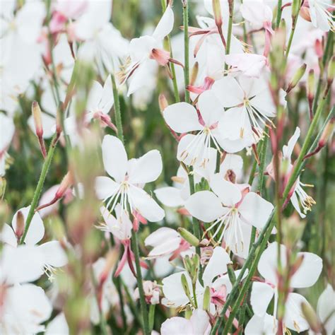 Szkółka Bylin Dobrepole Gaura Lindheimeri Geyser White Gaura
