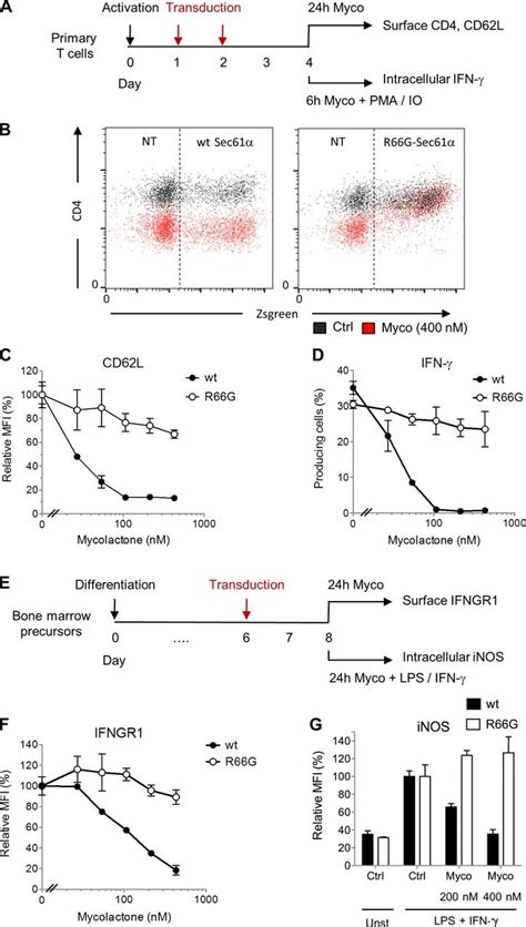 The R G Mutation In Sec Confers Resistance To Mycolactone A